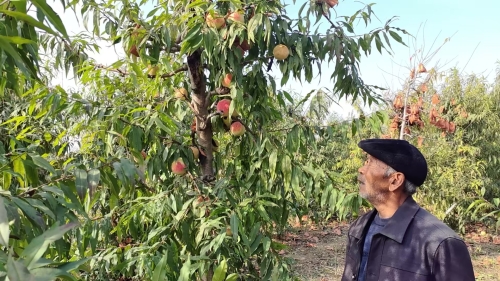 撤队不撤情  助农暖人心：我校原驻村帮扶干部牵线搭桥，为帮扶村冬桃拓宽销路